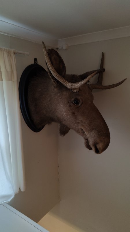 Elk